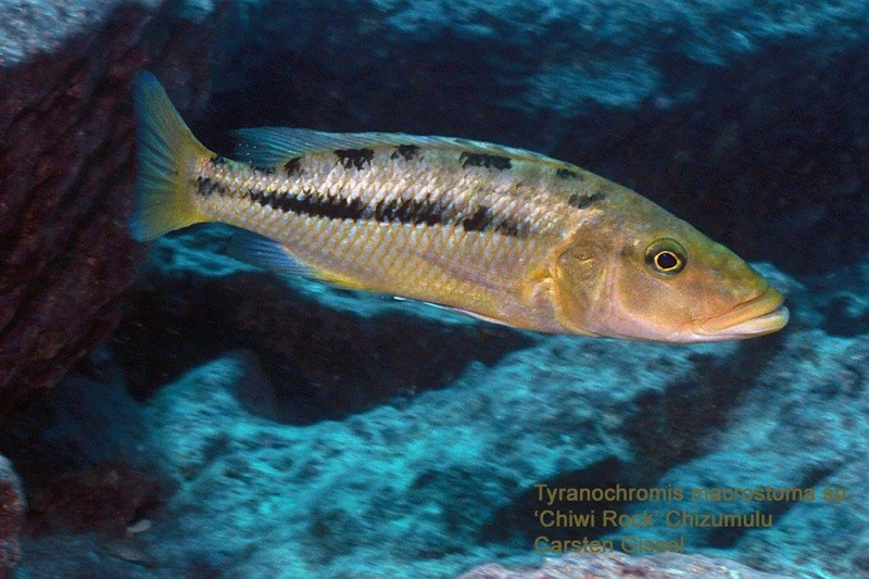Tyrannochromis macrostoma 'Chiwi Rocks'